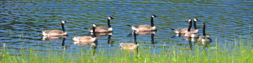 Good old Canada Geese. Yes, we have them too in the Almaguin Highlands